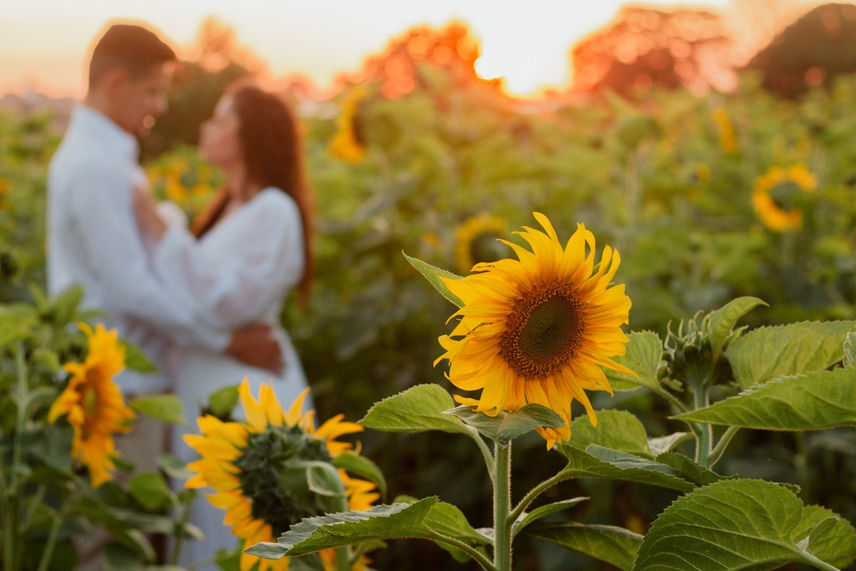 Ensaio de Casal em Holambra no Campo de Flores e Pôr do Sol | Joyce Maria Fotografia. Joyce Maria Fotografia | Fotógrafa em Holambra