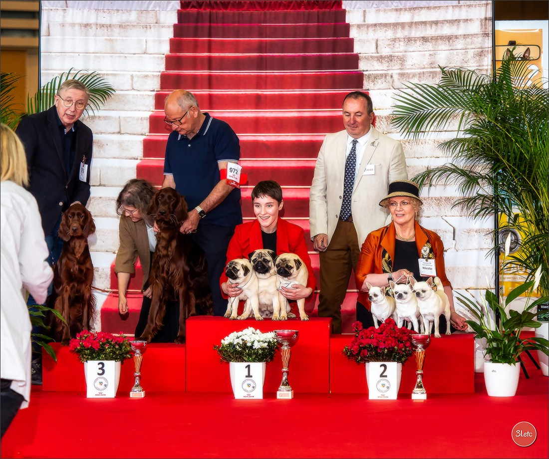 Expositions canines 14 avril 2024 Lyon. Photographe à Strasbourg | Portraits, Studio, Enfants, Événements