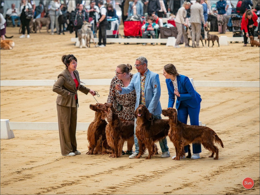 Dog Show Rieden 🇩🇪 16-18/05/2025. Photographe à Strasbourg | Portraits, Studio, Enfants, Événements