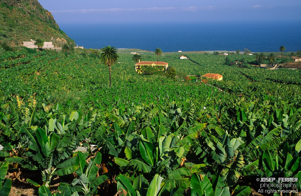 Plantation, Tenerife, Canary Islands