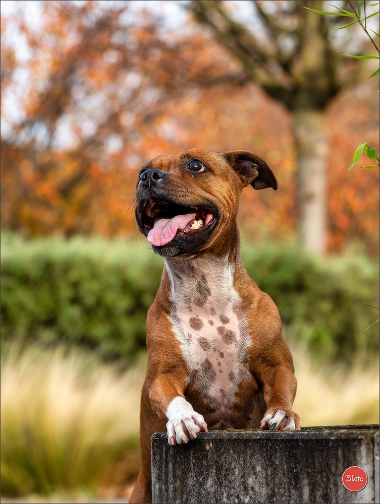 Strasbourg autumn. Photographe à Strasbourg | Portraits, Studio, Enfants, Événements