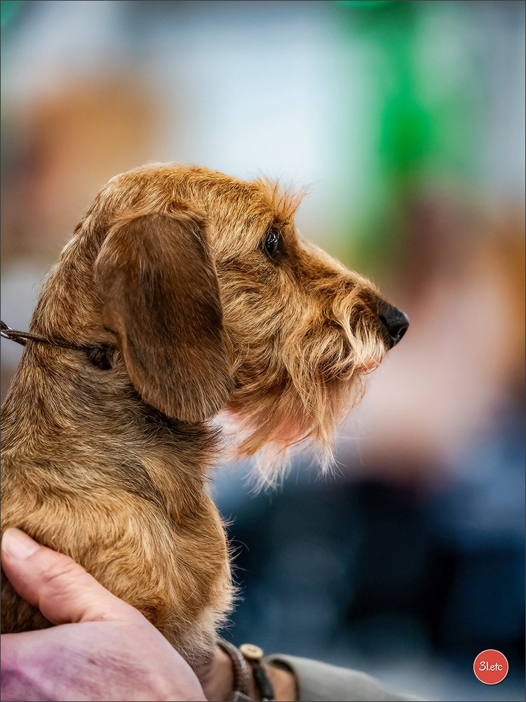 PDS  🇫🇷  Paris Dog Show  🇫🇷  Expo canine  10-11/01/2026. Photographe à Strasbourg | Portraits, Studio, Enfants, Événements