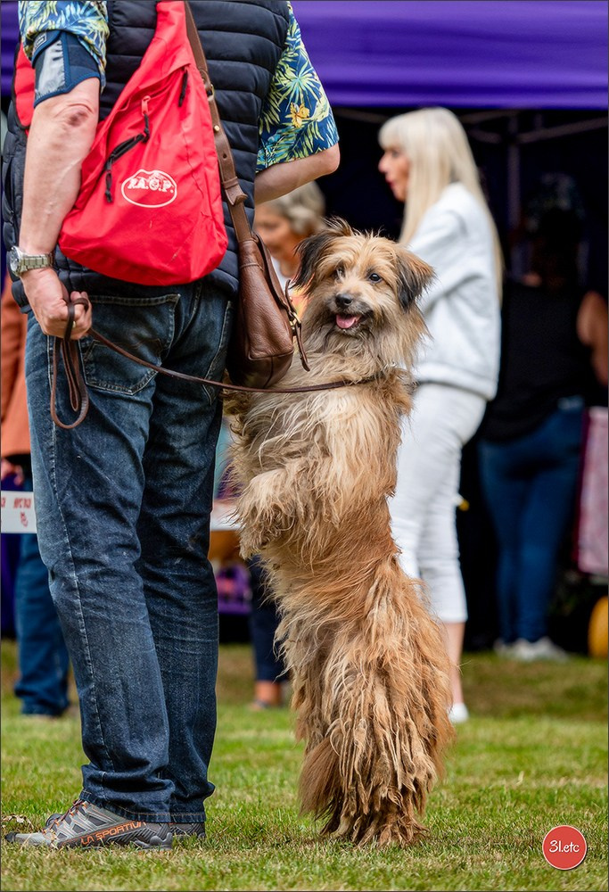 Expo canine Chartres  🇫🇷  15/06/2025. Photographe à Strasbourg | Portraits, Studio, Enfants, Événements
