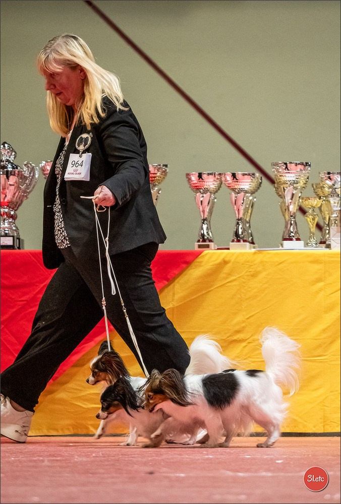 Expo canine 🇫🇷 Martigues  19-20/04/2025. Photographe à Strasbourg | Portraits, Studio, Enfants, Événements