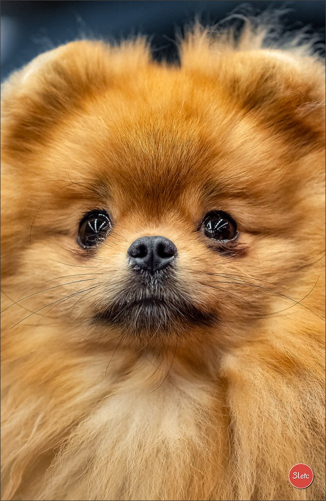 Dog Show WELS   🇦🇹  06-07/12/2025. Photographe à Strasbourg | Portraits, Studio, Enfants, Événements