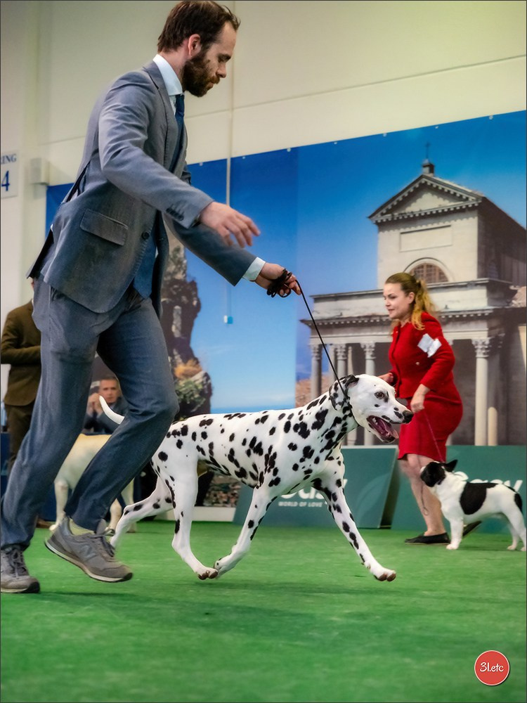 Dog Show  🇮🇹  San Marino. Photographe à Strasbourg | Portraits, Studio, Enfants, Événements