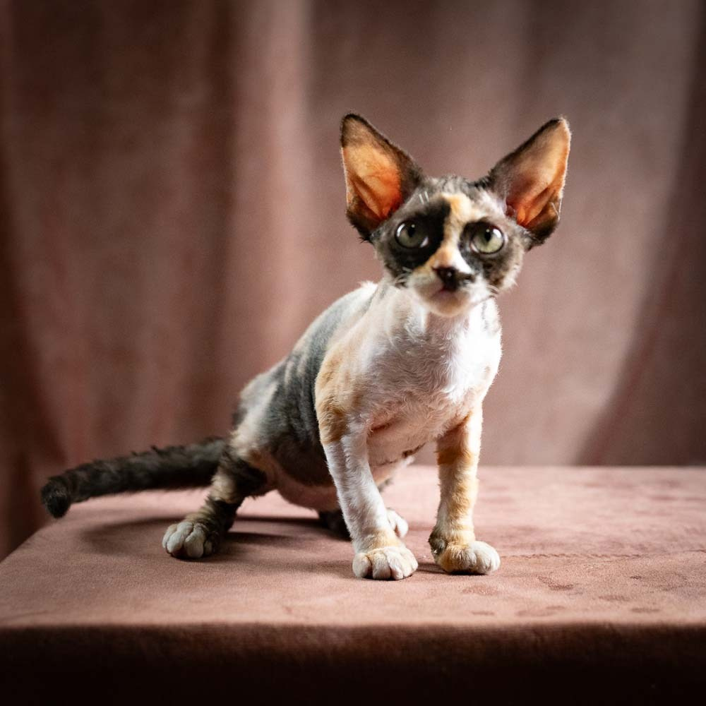 Polly, girl, born 02.11.26. Devon Rex Pixie Cattery