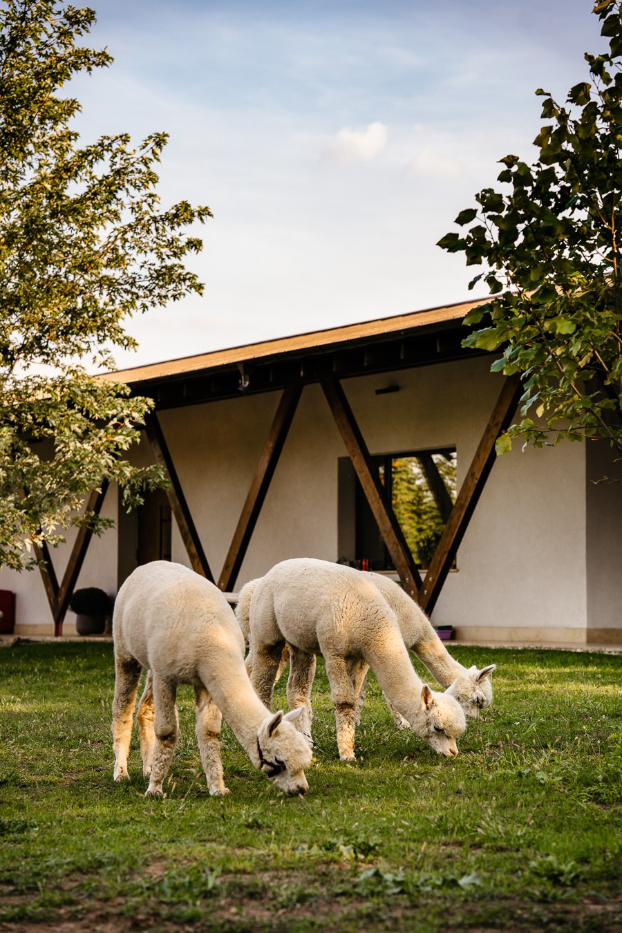 Fotografie Imobiliară Profesională | Birouri & Spații. Fotograf Corporate Business