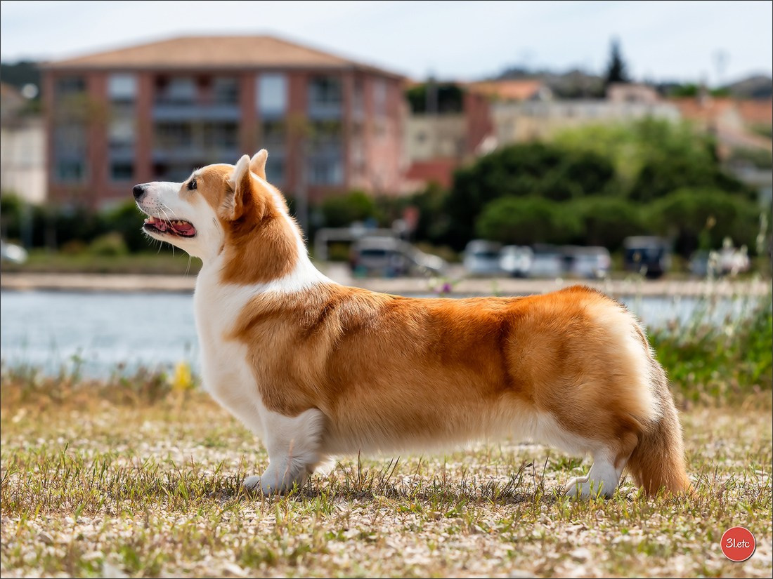 Expo canine 🇫🇷 Martigues  19-20/04/2025. Photographe à Strasbourg | Portraits, Studio, Enfants, Événements