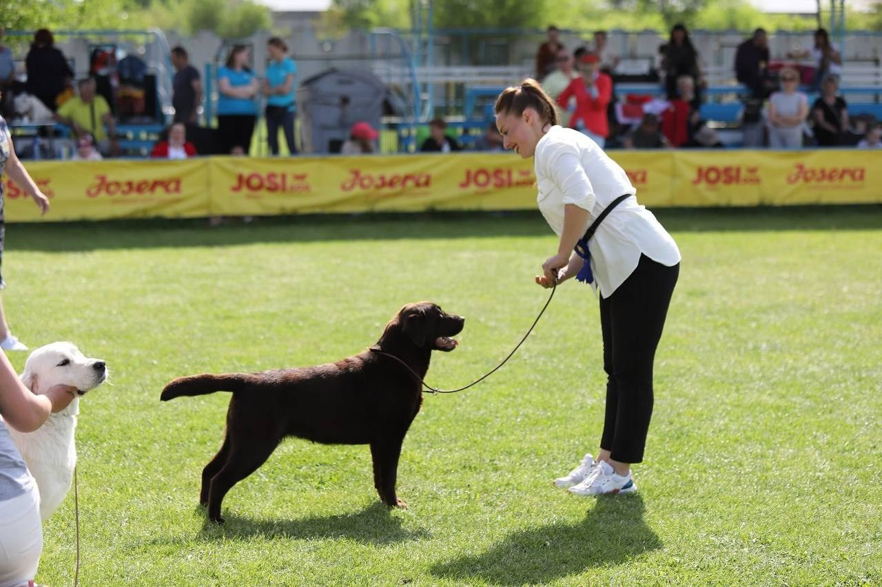 Ruby. Цуценята лабрадор ретривера, Дніпро, Україна