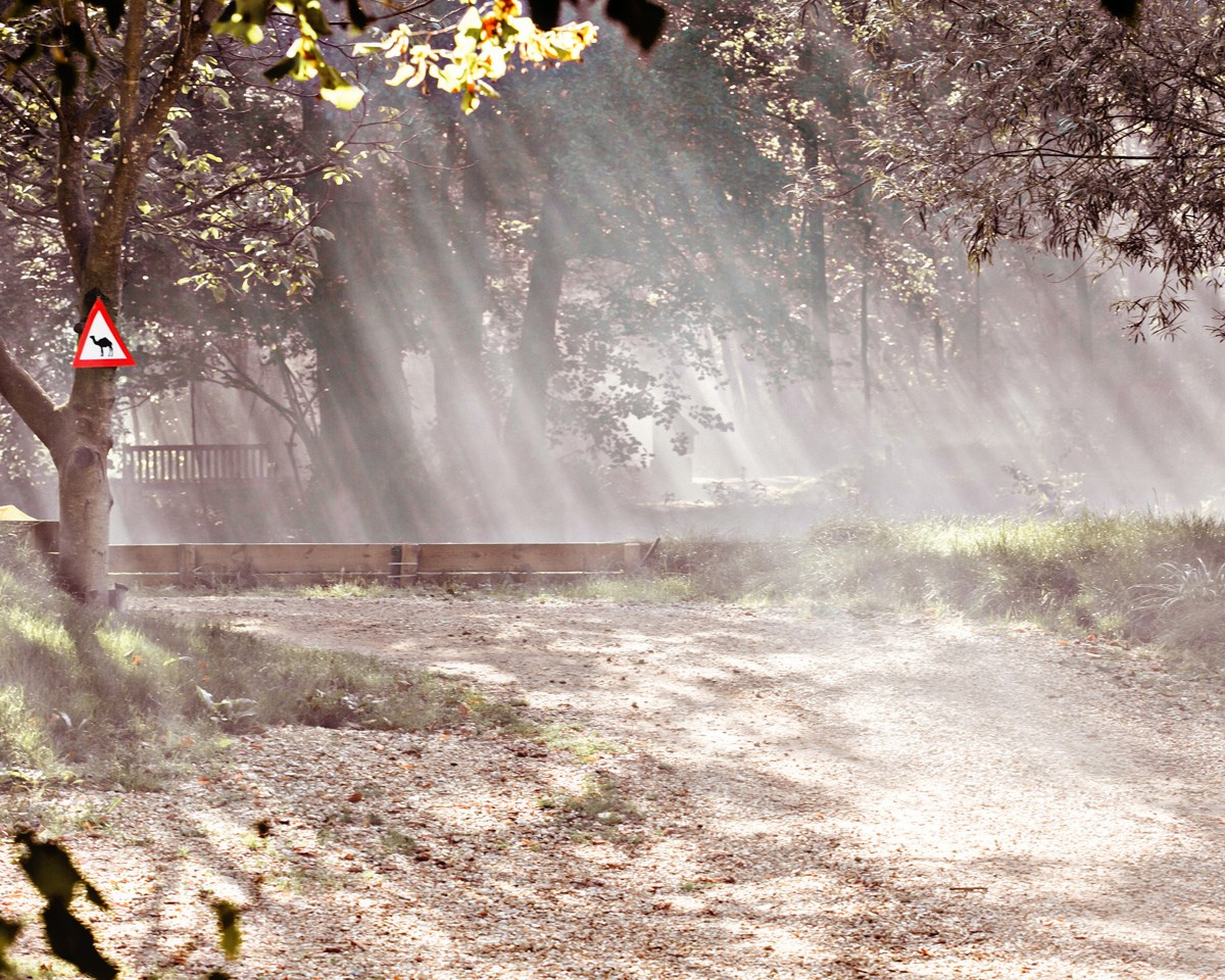 🏀 ALBUM « SOCIAL NETWORK ». Felix — Professional Photographer in Paris