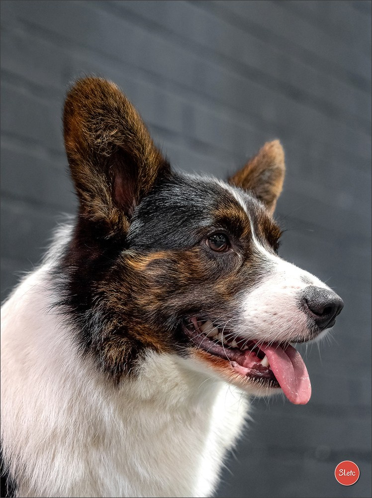 Dog Show Offenbourg  🇩🇪  14-15/03/2026. Photographe à Strasbourg | Portraits, Studio, Enfants, Événements