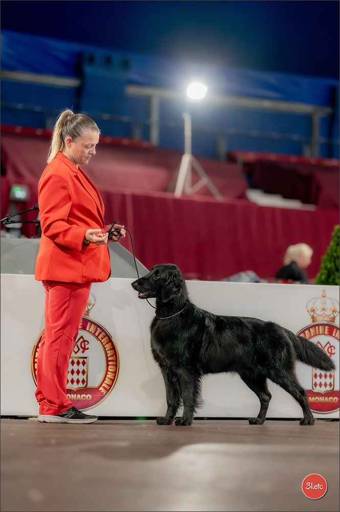 Expo canine 🇲🇨 Monaco 9-10/05/2026. Photographe à Strasbourg | Les animaux, Portraits, Studio, Événements