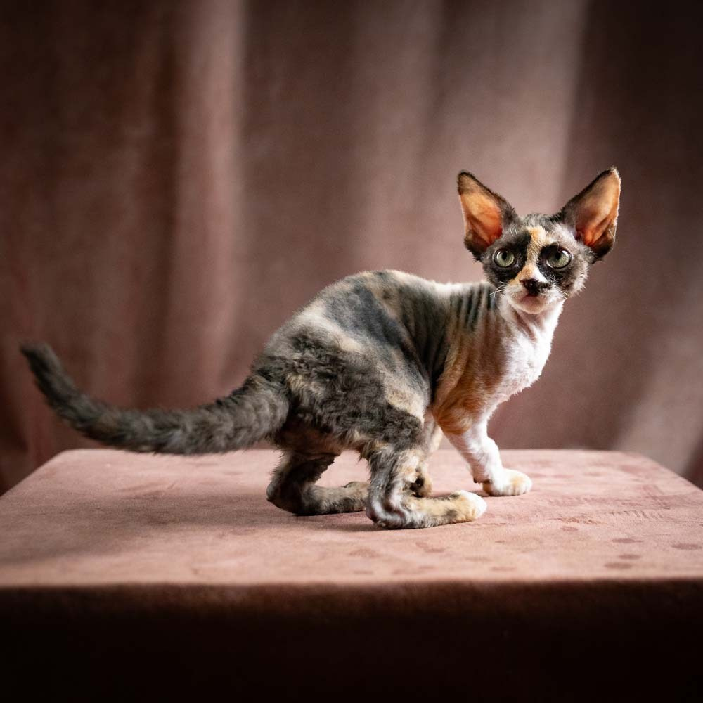 Polly, girl, born 02.11.26. Devon Rex Pixie Cattery