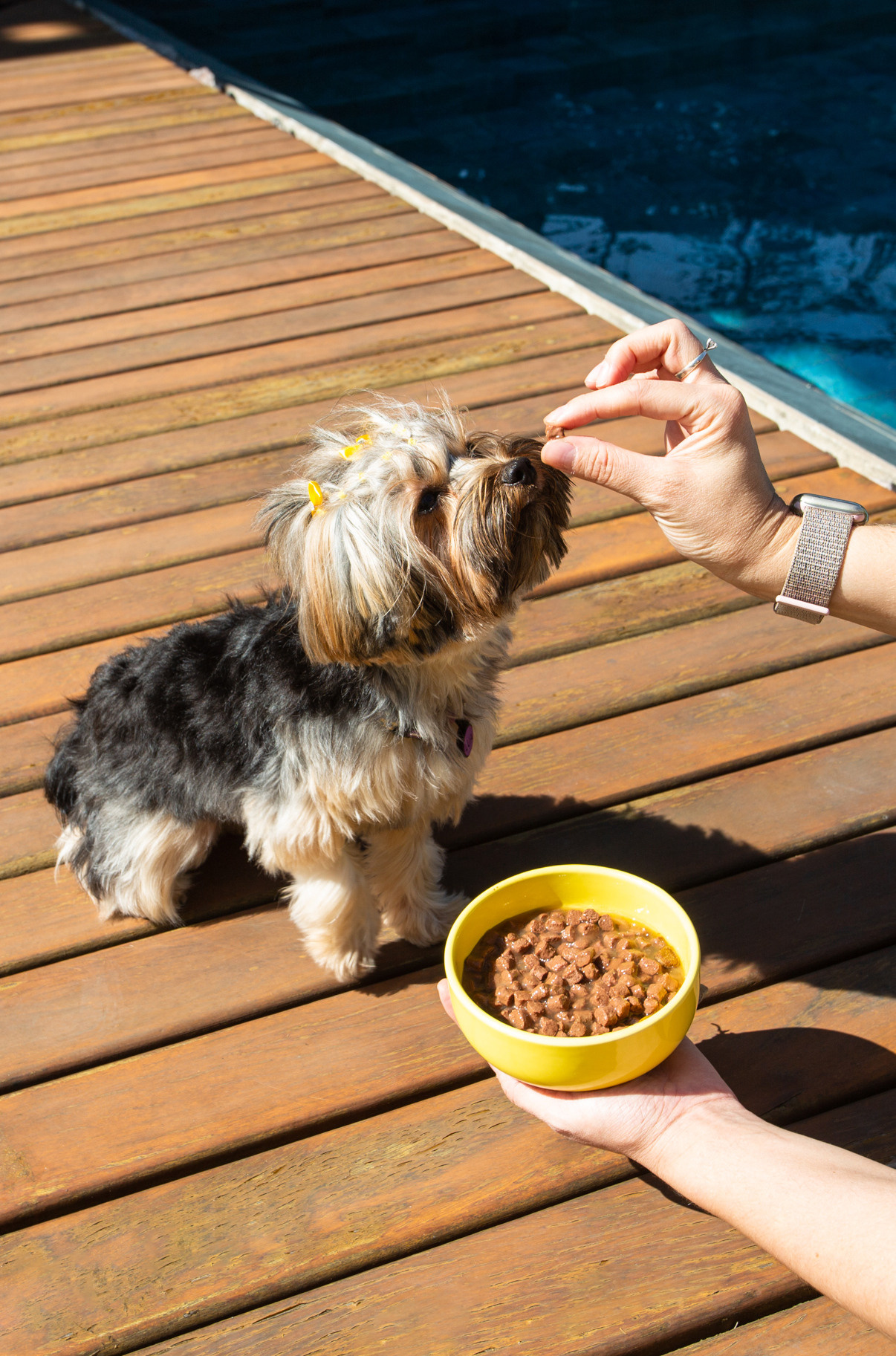Pedigree. Fotógrafo de Gastronomia e Produtos — SJC, todo Brasil