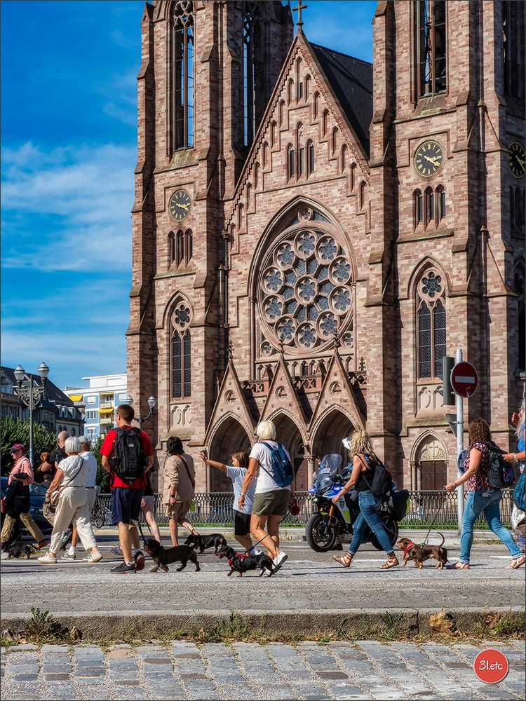Teckels Parade Strasbourgeoise  Vous pouvez voir le galerie de photos. Photographe à Strasbourg | Portraits, Studio, Enfants, Événements
