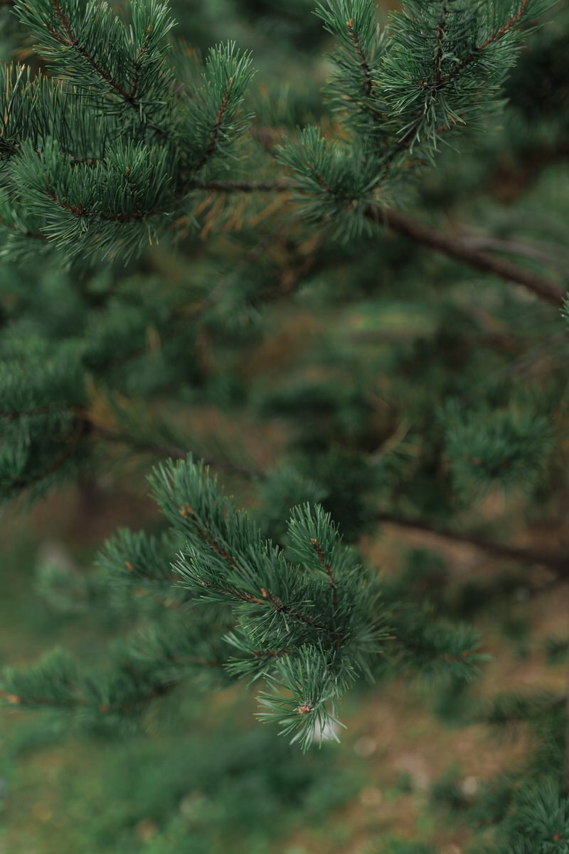 Paula + Robert. Wedding Photographer in Bucharest — Manu Ivanciu