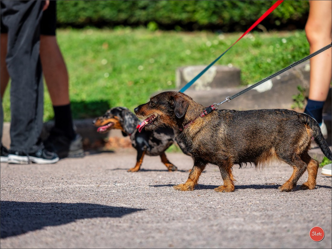 Teckels Parade Strasbourgeoise  Vous pouvez voir le galerie de photos. Photographe à Strasbourg | Portraits, Studio, Enfants, Événements