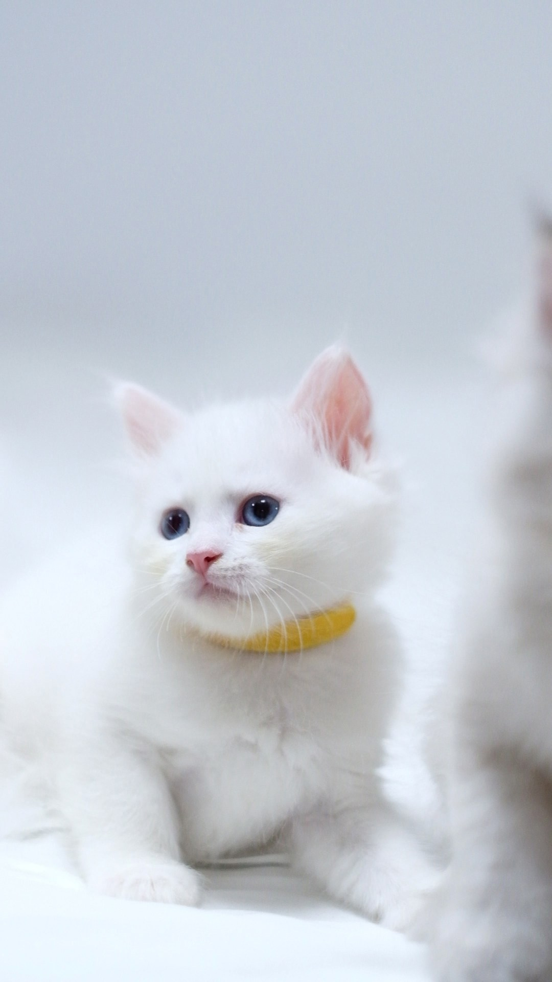 N-Baryona. SIBERIALIS: Katzenzucht von Sibirischen und Neva Masquarade Katzen
