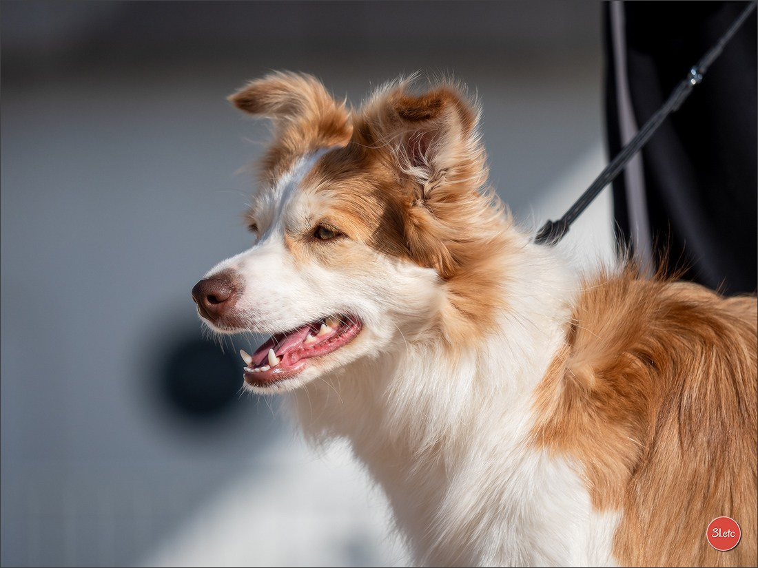 Expo canine 🇫🇷 Martigues  19-20/04/2025. Photographe à Strasbourg | Portraits, Studio, Enfants, Événements