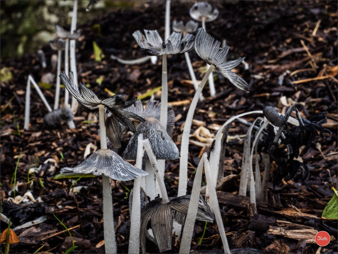 Ретрит в Эльзасе с Марией Ланг. Photographe à Strasbourg | Portraits, Studio, Enfants, Événements