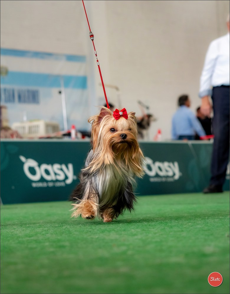 Dog Show  🇮🇹  San Marino. Photographe à Strasbourg | Portraits, Studio, Enfants, Événements