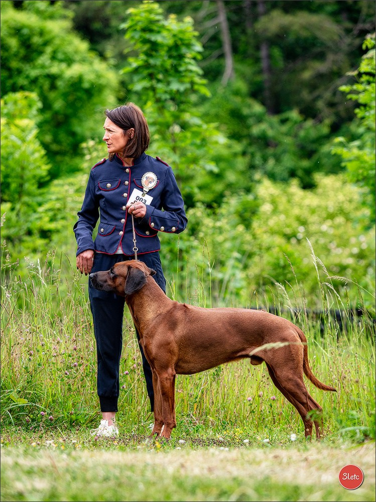 R.E. Rhodesian Ridgeback - Belleau (54) Expo canine Nancy  🇫🇷  24/05/2025. Photographe à Strasbourg | Portraits, Studio, Enfants, Événements