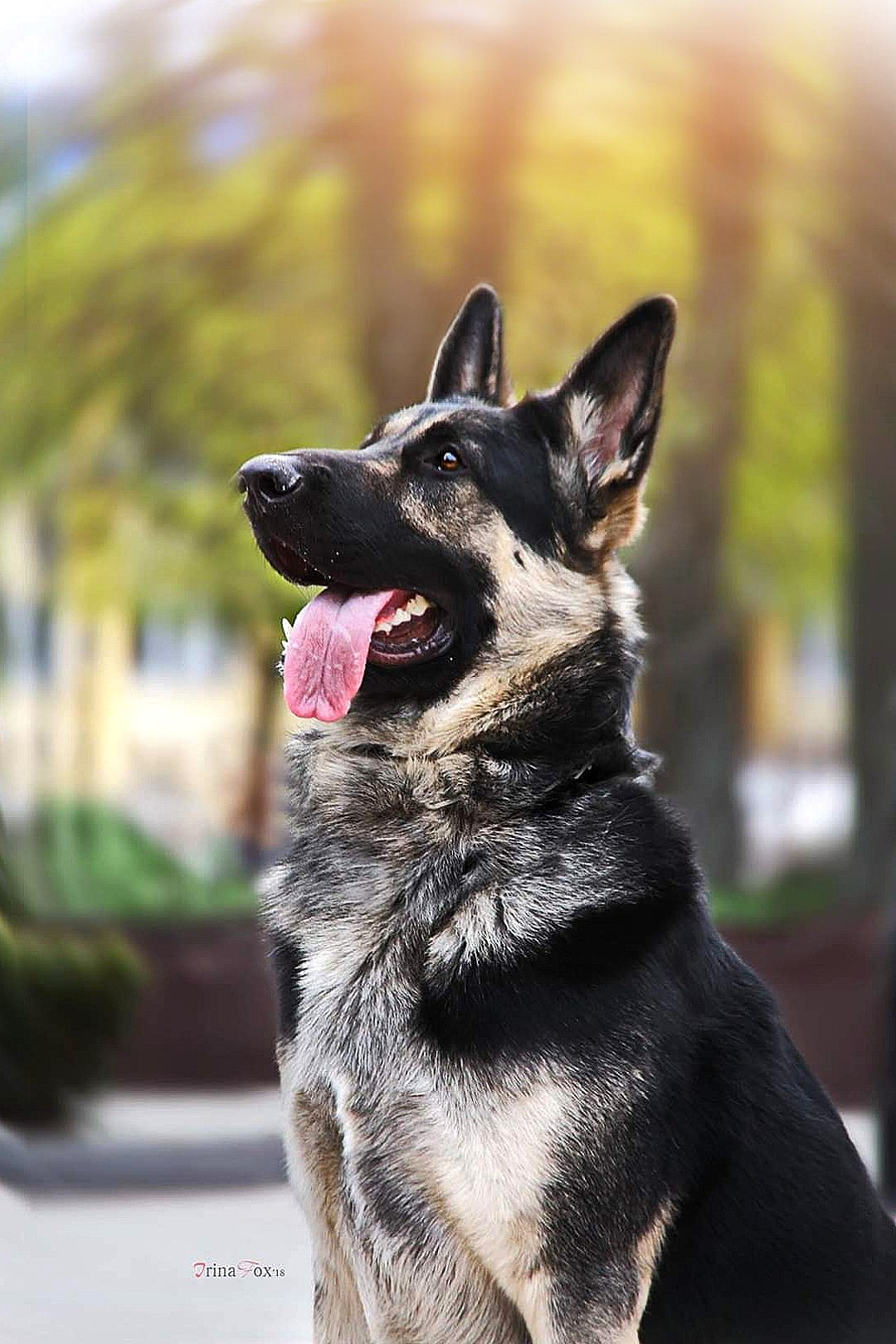 Порт анімал общ. Репортажний фотограф/анімаліст КИЇВ