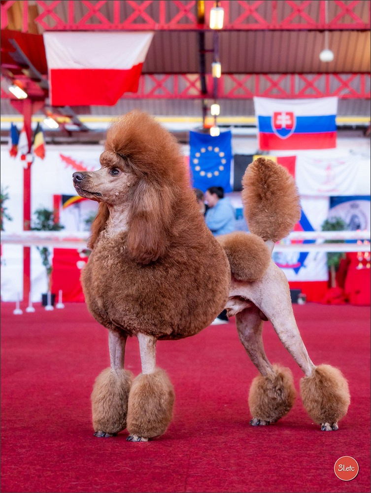 À l'exposition de Mouscron 🇧🇪 #dogshow #dogsphotography #expocanine #photopets #pets #dogs #aminalier #animals #mouscron #mouscron2025. Photographe à Strasbourg | Portraits, Studio, Enfants, Événements