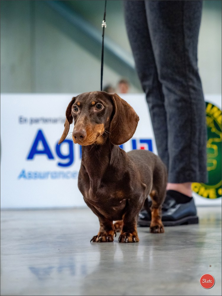 🇫🇷  Chalons en Champagne  🇫🇷  Expo canine  31/01-01/02/2026. Photographe à Strasbourg | Portraits, Studio, Enfants, Événements