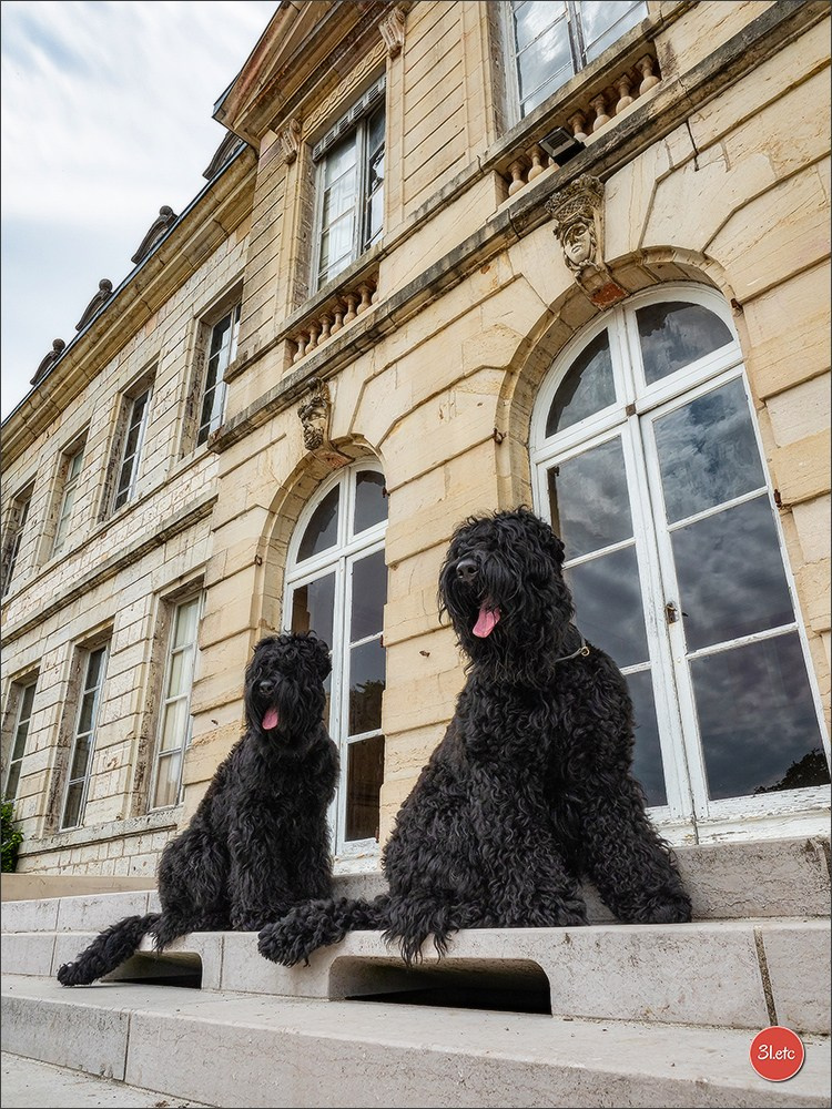 Championnat de France du chien de race  🇫🇷  DIJON (château de Brognon) 7-8/06/2025. Photographe à Strasbourg | Portraits, Studio, Enfants, Événements