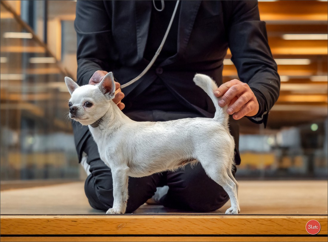 Dog Show WELS   🇦🇹  06-07/12/2025. Photographe à Strasbourg | Portraits, Studio, Enfants, Événements