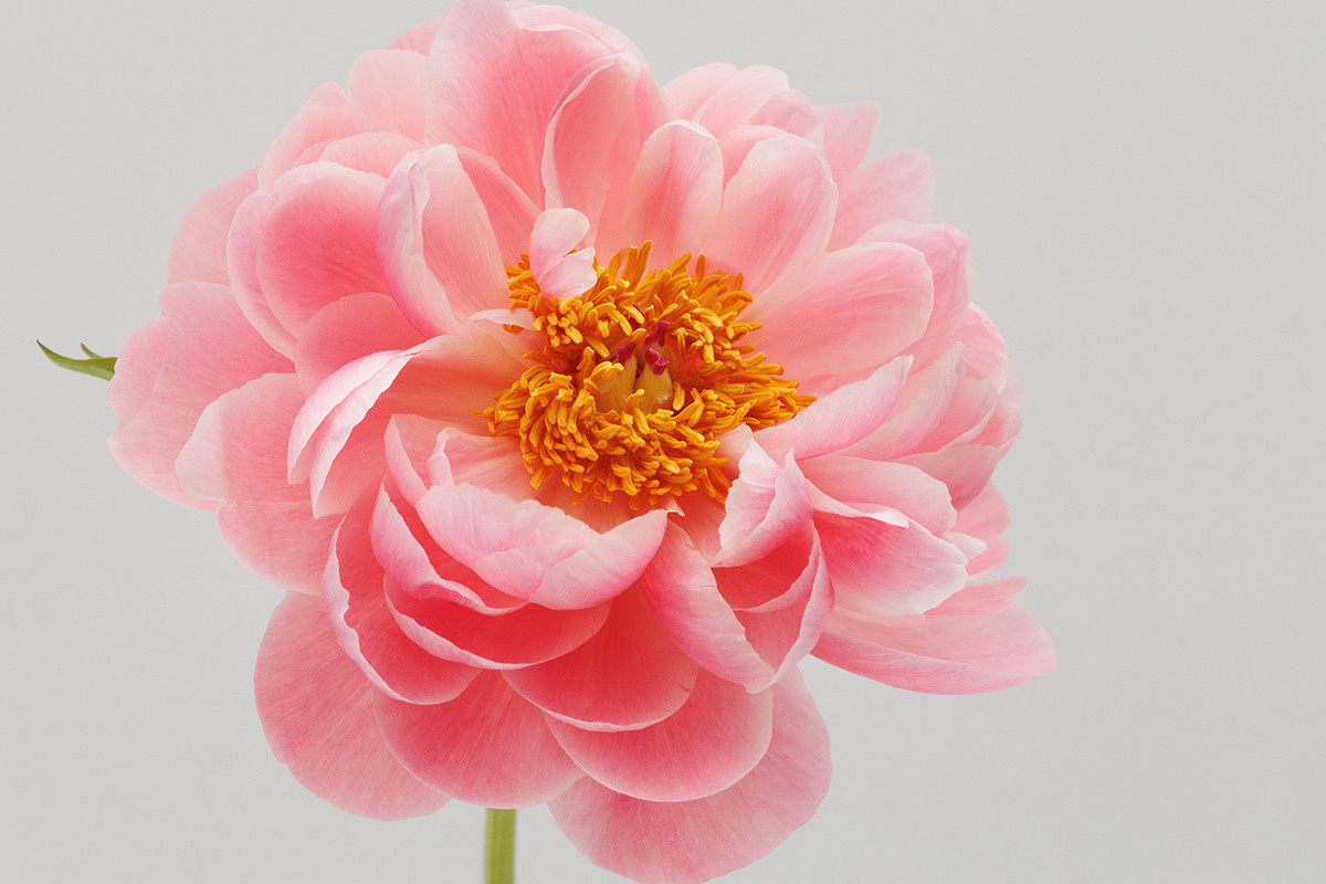 Contact. Photographer in the Den Haag Rotterdam Amsterdam Osypenko Oksana