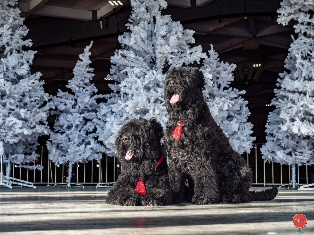 Photographie animalière. Photographe à Strasbourg | Portraits, Studio, Enfants, Événements