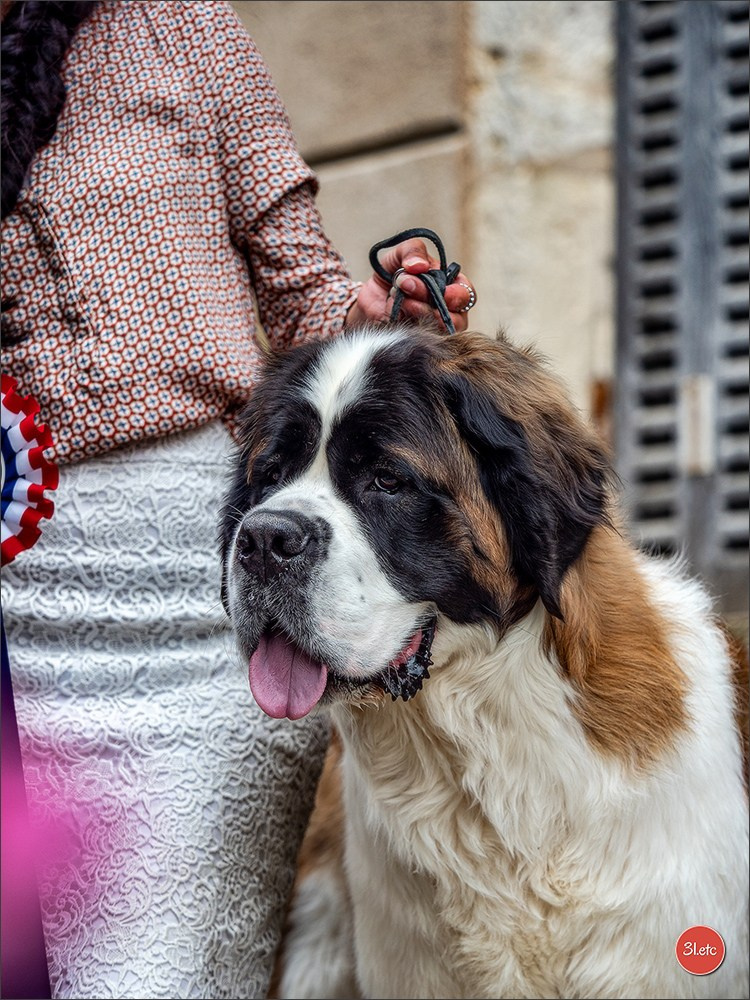 Championnat de France du chien de race  🇫🇷  DIJON (château de Brognon) 7-8/06/2025. Photographe à Strasbourg | Portraits, Studio, Enfants, Événements