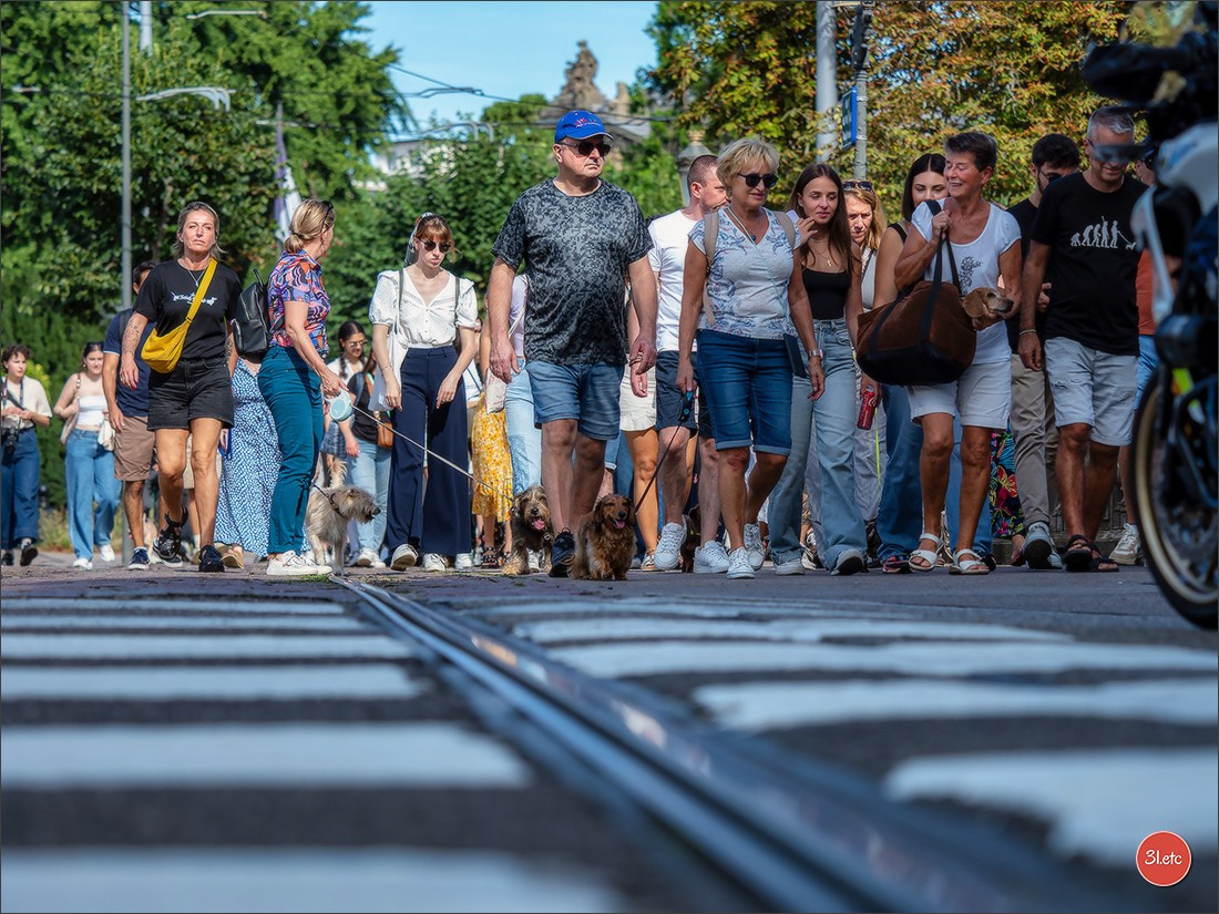 Teckels Parade Strasbourgeoise  Vous pouvez voir le galerie de photos. Photographe à Strasbourg | Portraits, Studio, Enfants, Événements