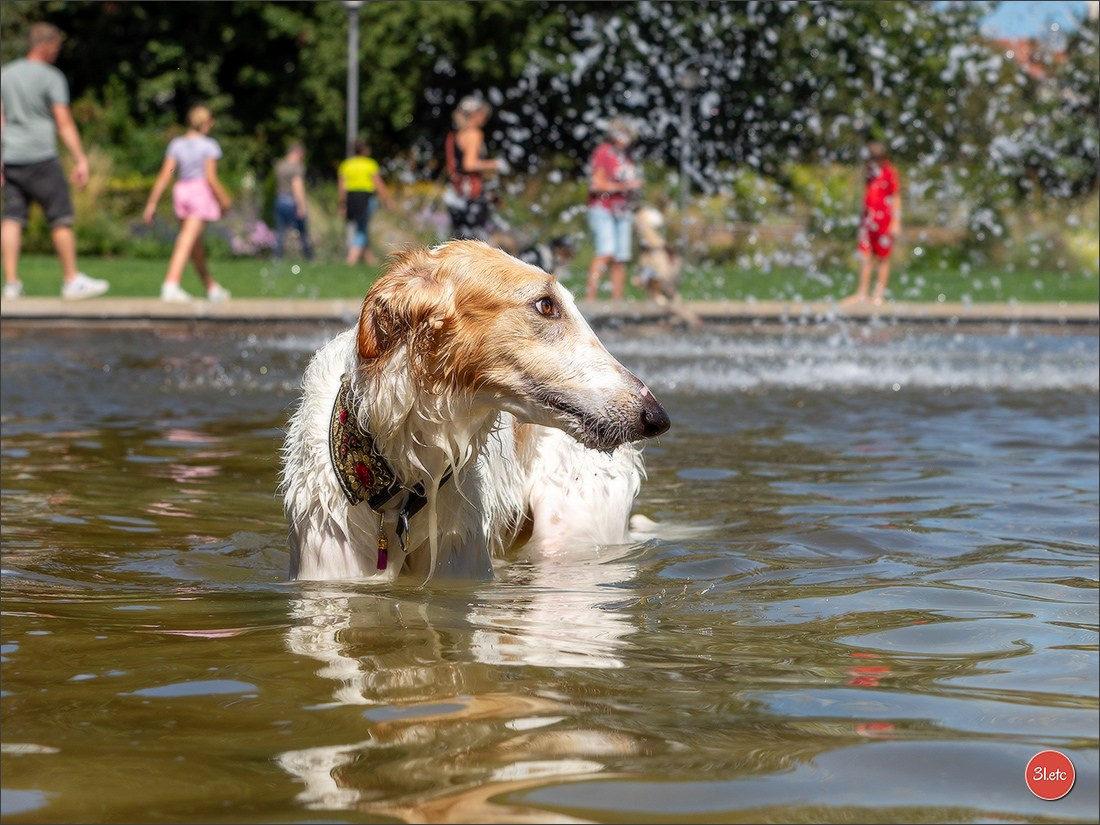 Dog Show Ludwigshafen  🇩🇪  16-17/08/2025. Photographe à Strasbourg | Portraits, Studio, Enfants, Événements