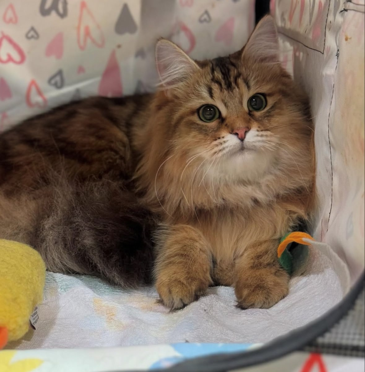 LEMON GREEN SIBERIANS CADY