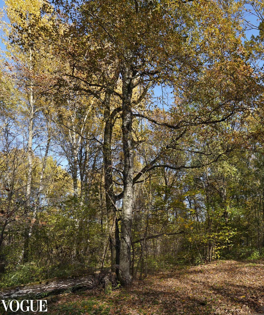 Сказка подмосковного леса. Суть фотографии в стиле изобразительного искусства