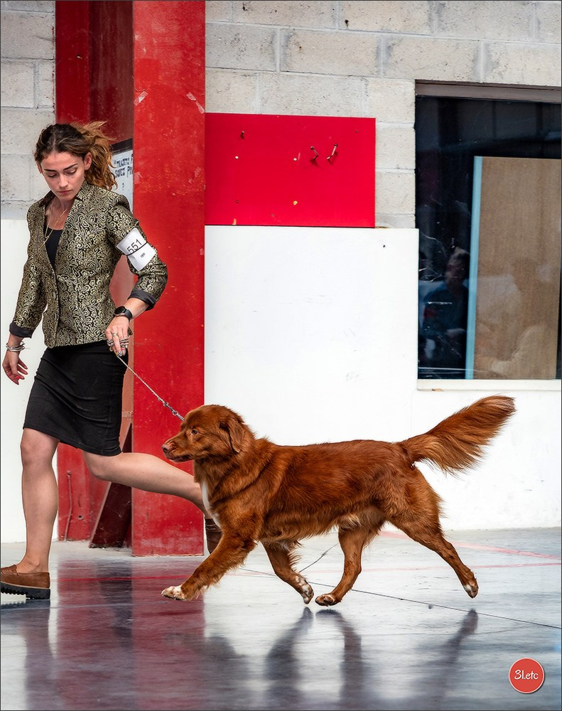 Expo canine 🇫🇷 MARGNY LES COMPIEGNE 06-07/09/2025. Photographe à Strasbourg | Portraits, Studio, Enfants, Événements