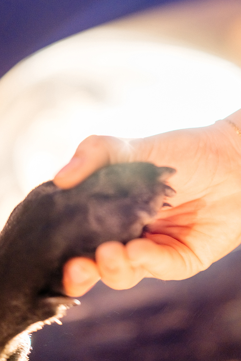 фотограф в бенидорме, алтее