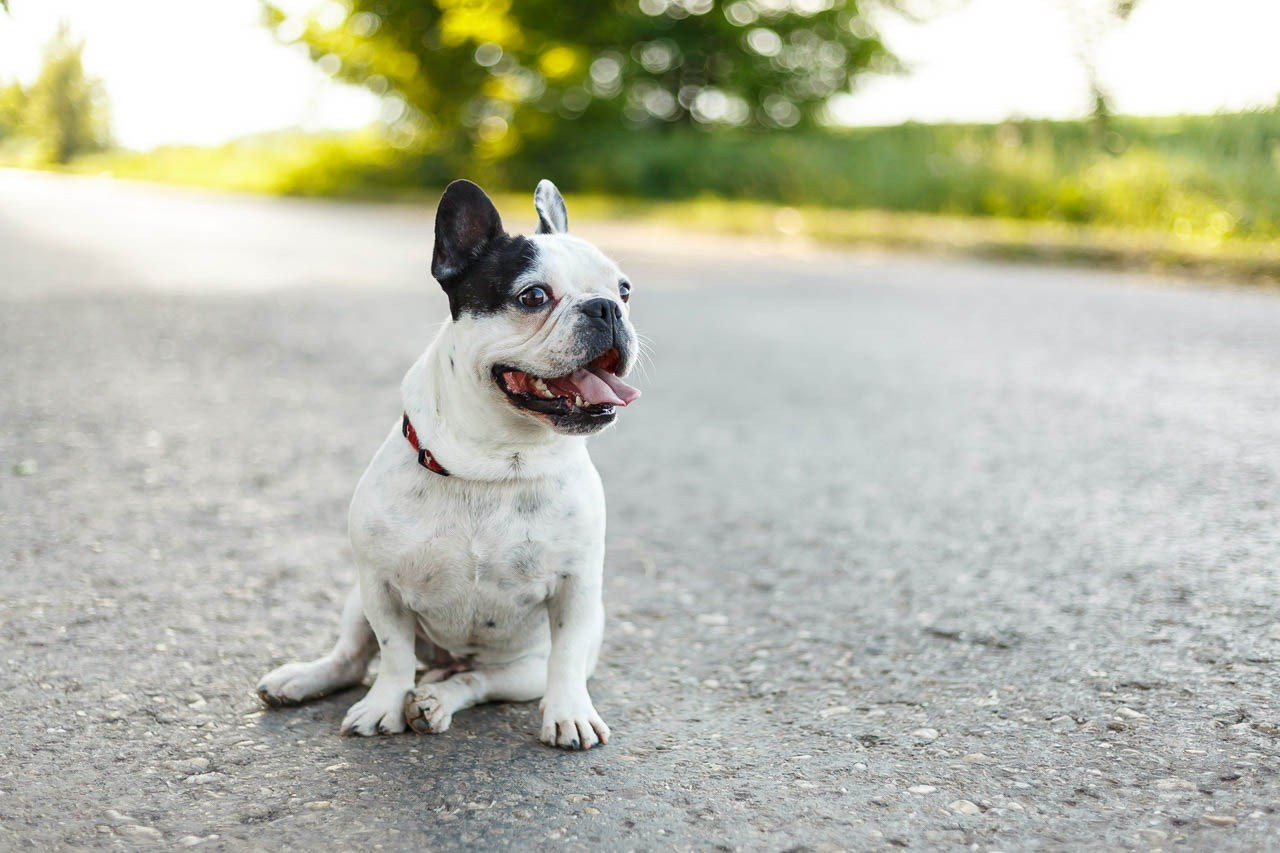 Simpatični francuski buldog pozira na putu – portret psa na otvorenom.
