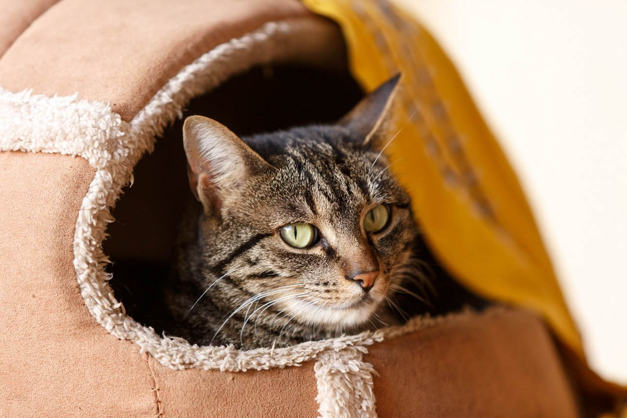 Mačka uživa u udobnom kutku - Portret opuštene tigraste mačke