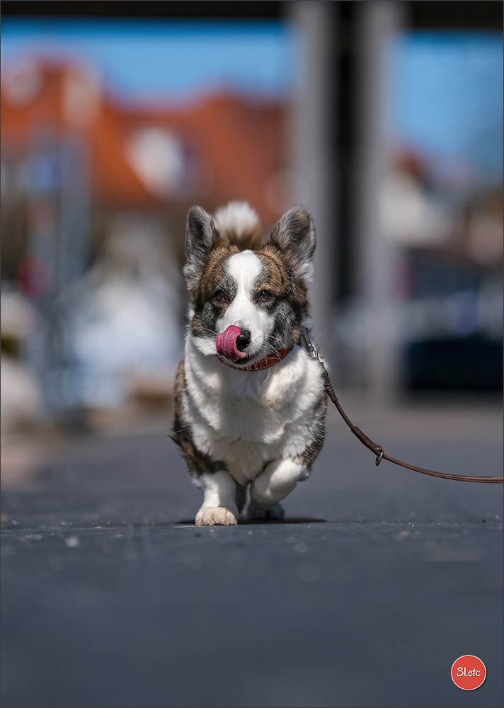 TEST ::: Sony Alpha 7 V (ILCE-7M5) 70-200mm f/2.8 GM II OSS. Photographe à Strasbourg | Portraits, Studio, Enfants, Événements