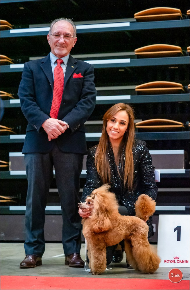 Exposition Canine à Rouen 7-8/12/2024. Photographe à Strasbourg | Portraits, Studio, Enfants, Événements