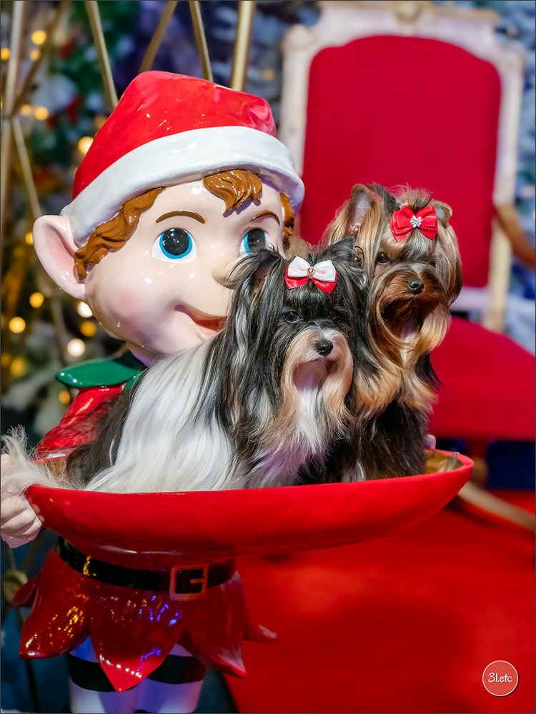 13-14.12.2025   🇧🇪   Brussels Dog Show. Photographe à Strasbourg | Portraits, Studio, Enfants, Événements