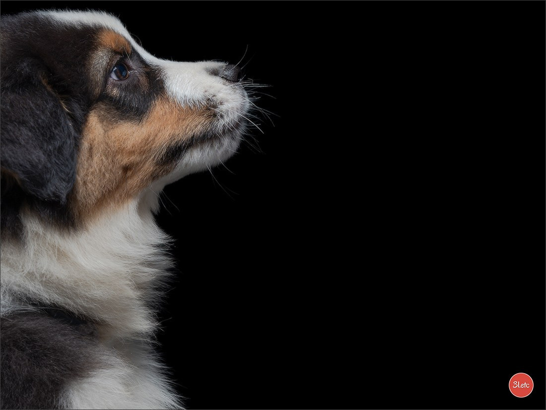 Domaine de la patte blanche. Photographe à Strasbourg | Portraits, Studio, Enfants, Événements