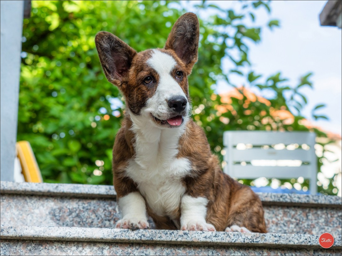 Photographie animalière. Photographe à Strasbourg | Portraits, Studio, Enfants, Événements