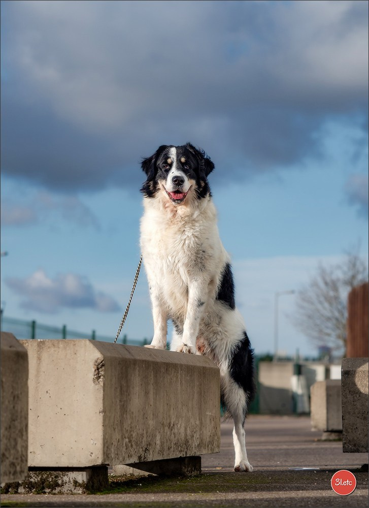 Expo canine  🇫🇷  Metz 08-09/11/2025. Photographe à Strasbourg | Portraits, Studio, Enfants, Événements