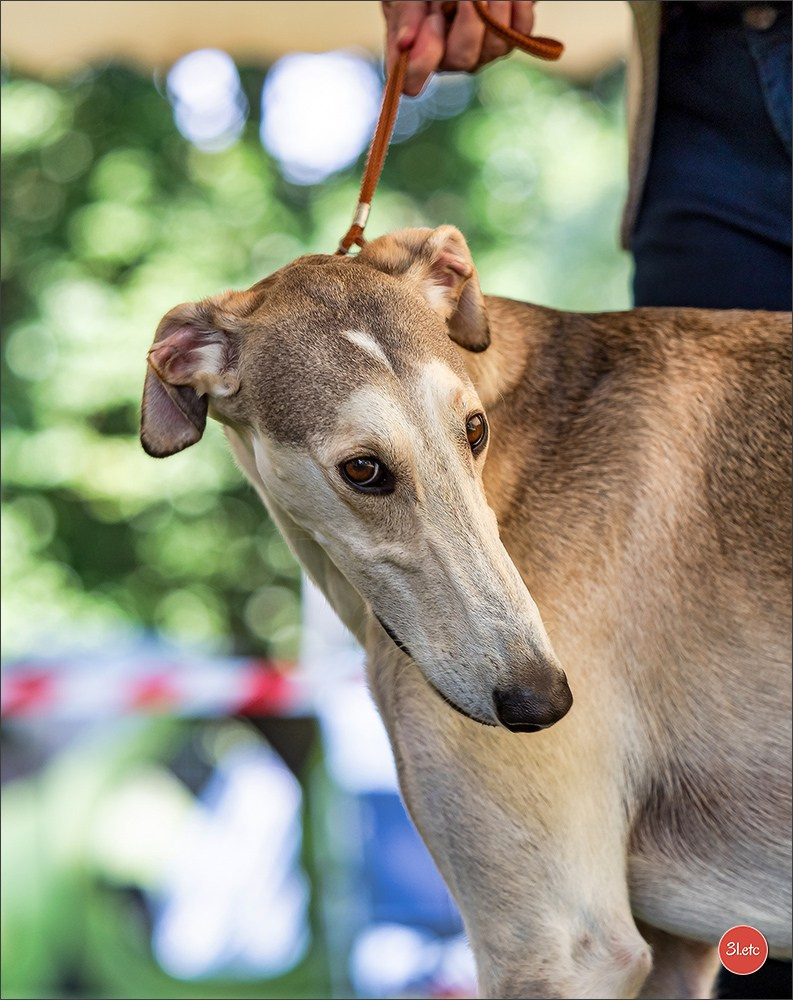 Dog Show Ludwigshafen  🇩🇪  16-17/08/2025. Photographe à Strasbourg | Portraits, Studio, Enfants, Événements